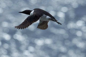 Oiseaux de mer<br>NIKON D4, 500 mm, 1250 ISO,  1/2500 sec,  f : 8 